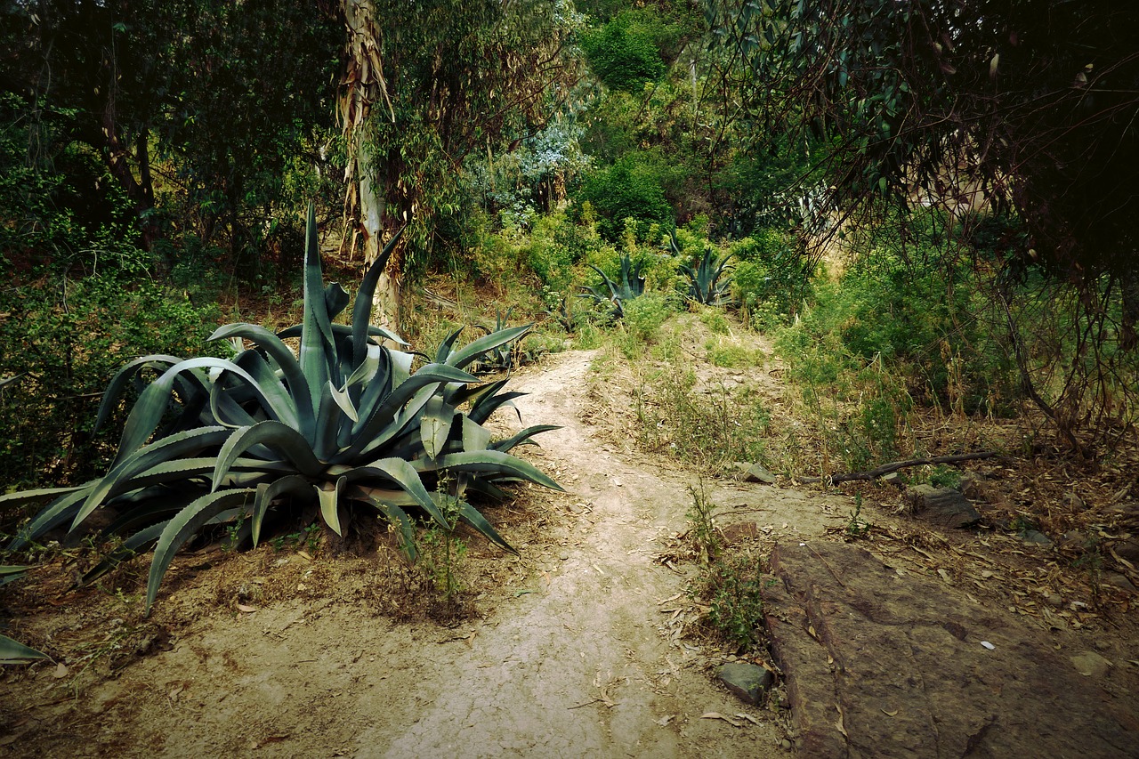 forest path trail free photo