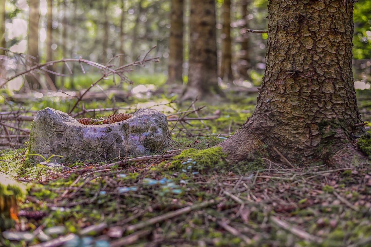 forest light light beam free photo