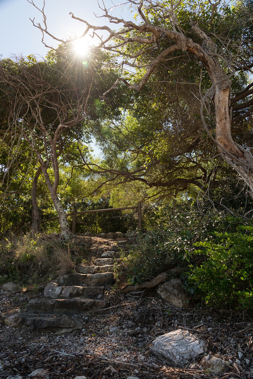 forest australia nature free photo