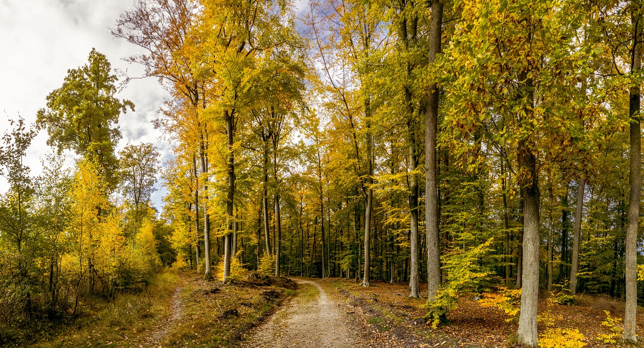 forest autumn forest road free photo