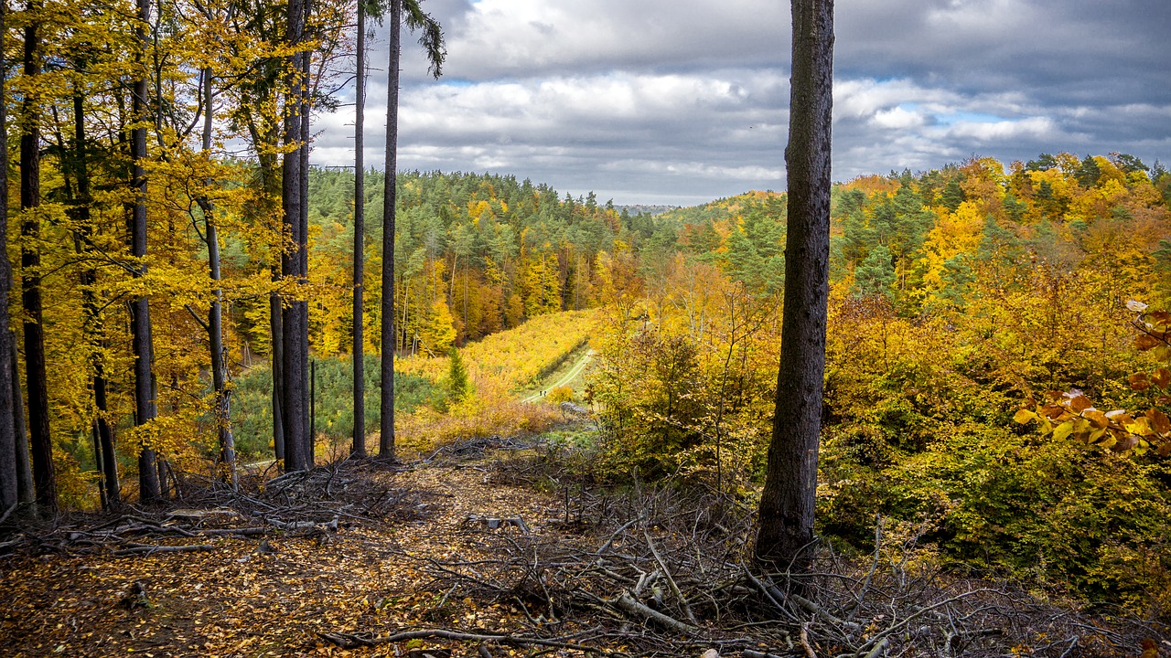 forest november landscape free photo