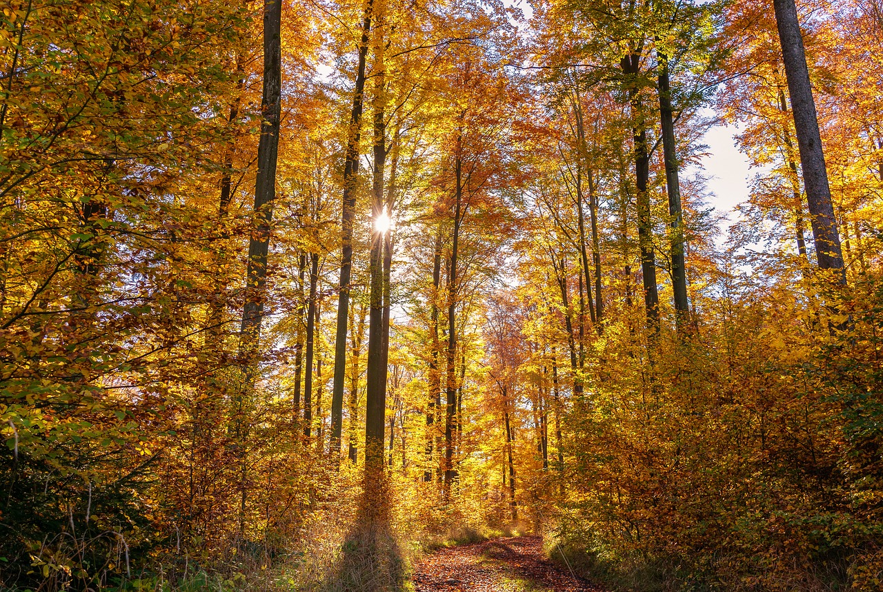 forest autumn sun free photo