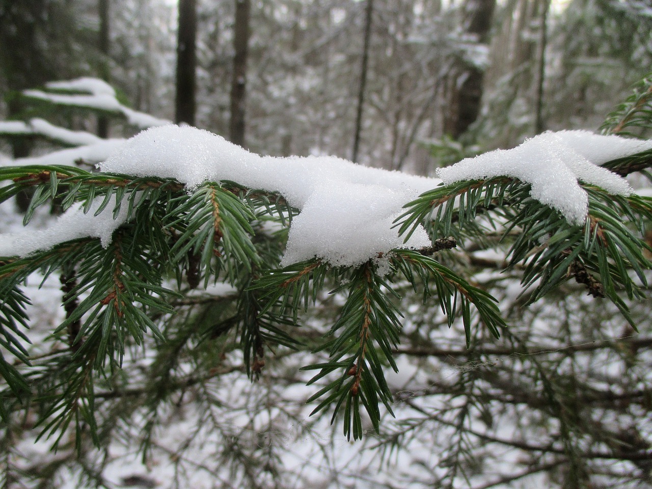 forest the first snow winter free photo