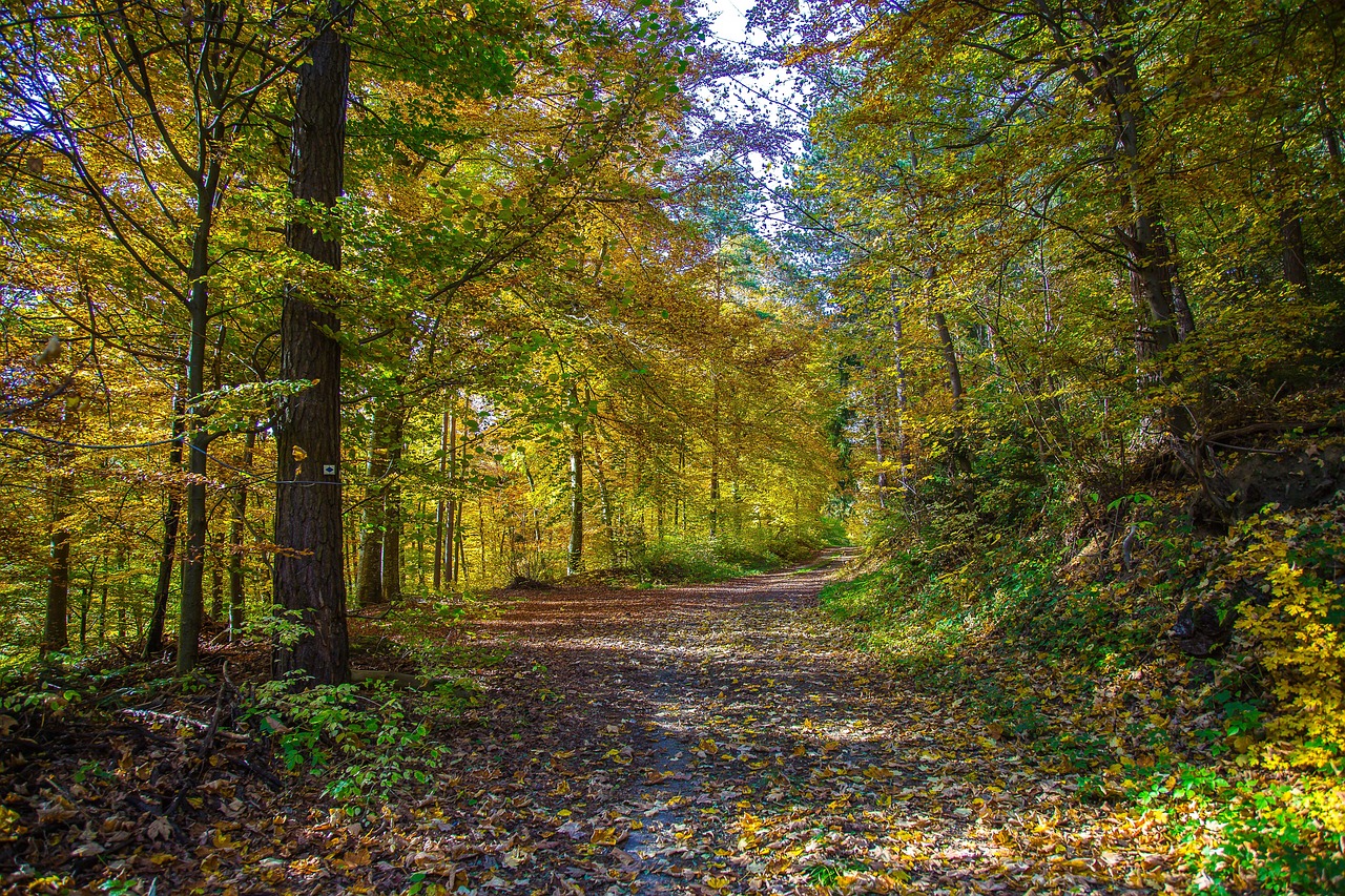 forest deciduous forest autumn free photo