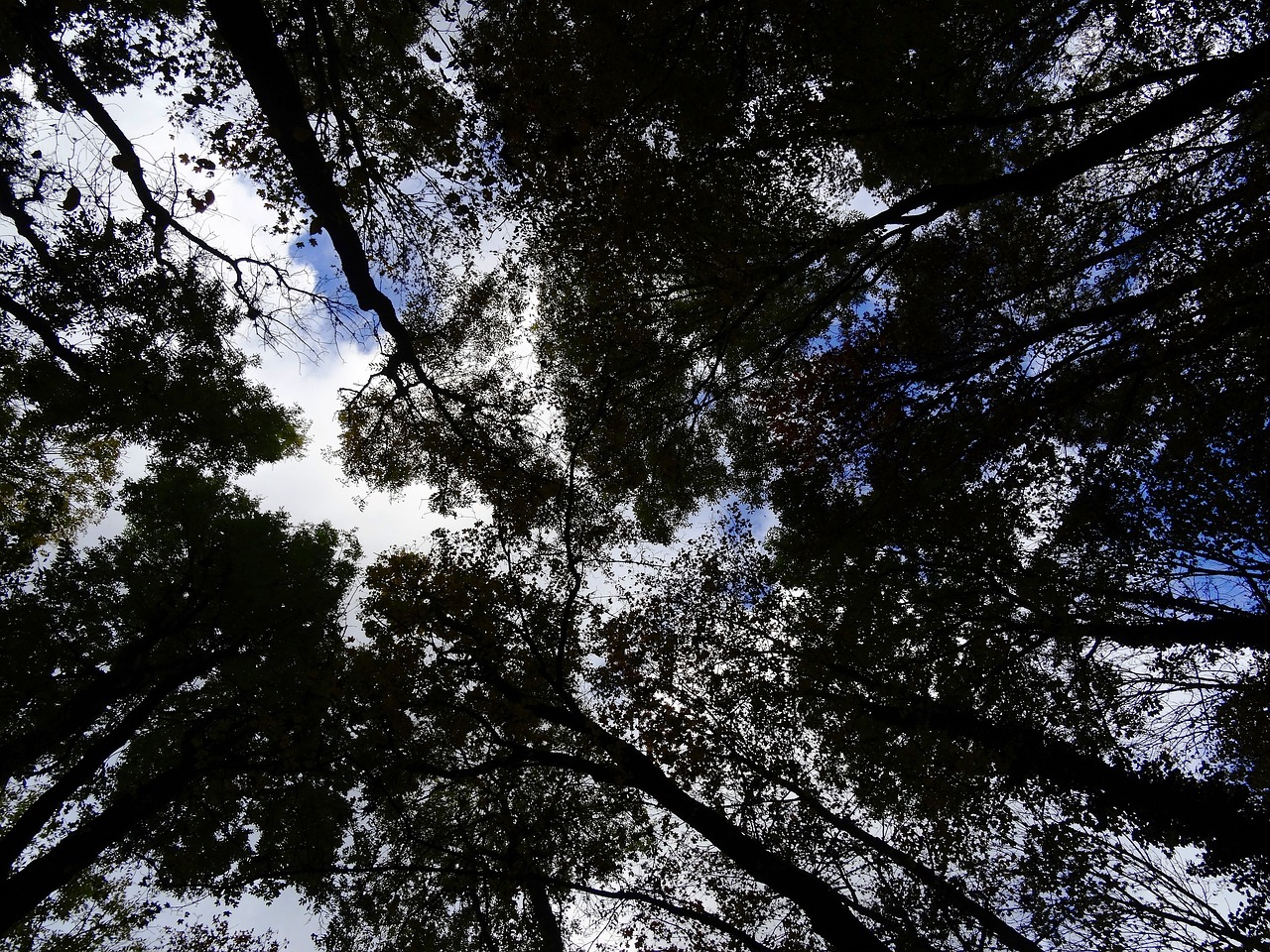 forest trees sky free photo