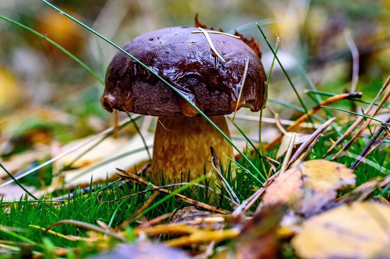 forest chestnuts porcini mushrooms free photo