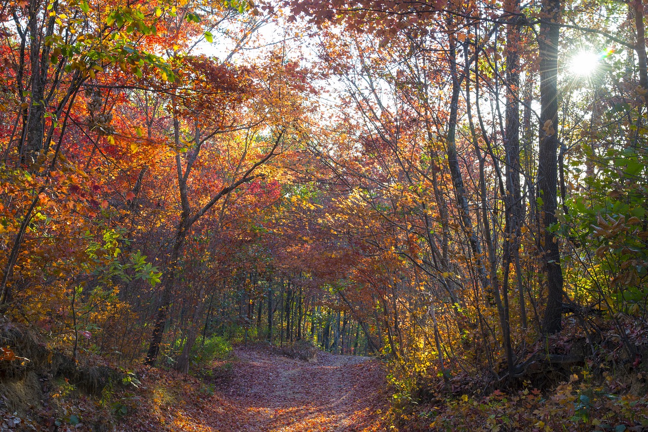 forest sunlight landscape free photo