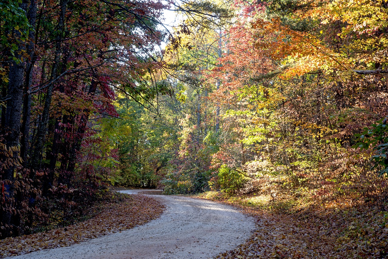 forest sunlight landscape free photo