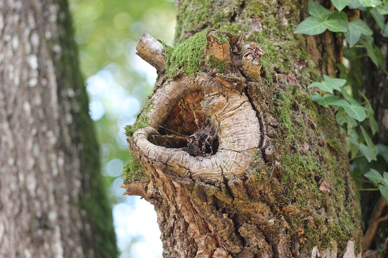 forest tree wood free photo