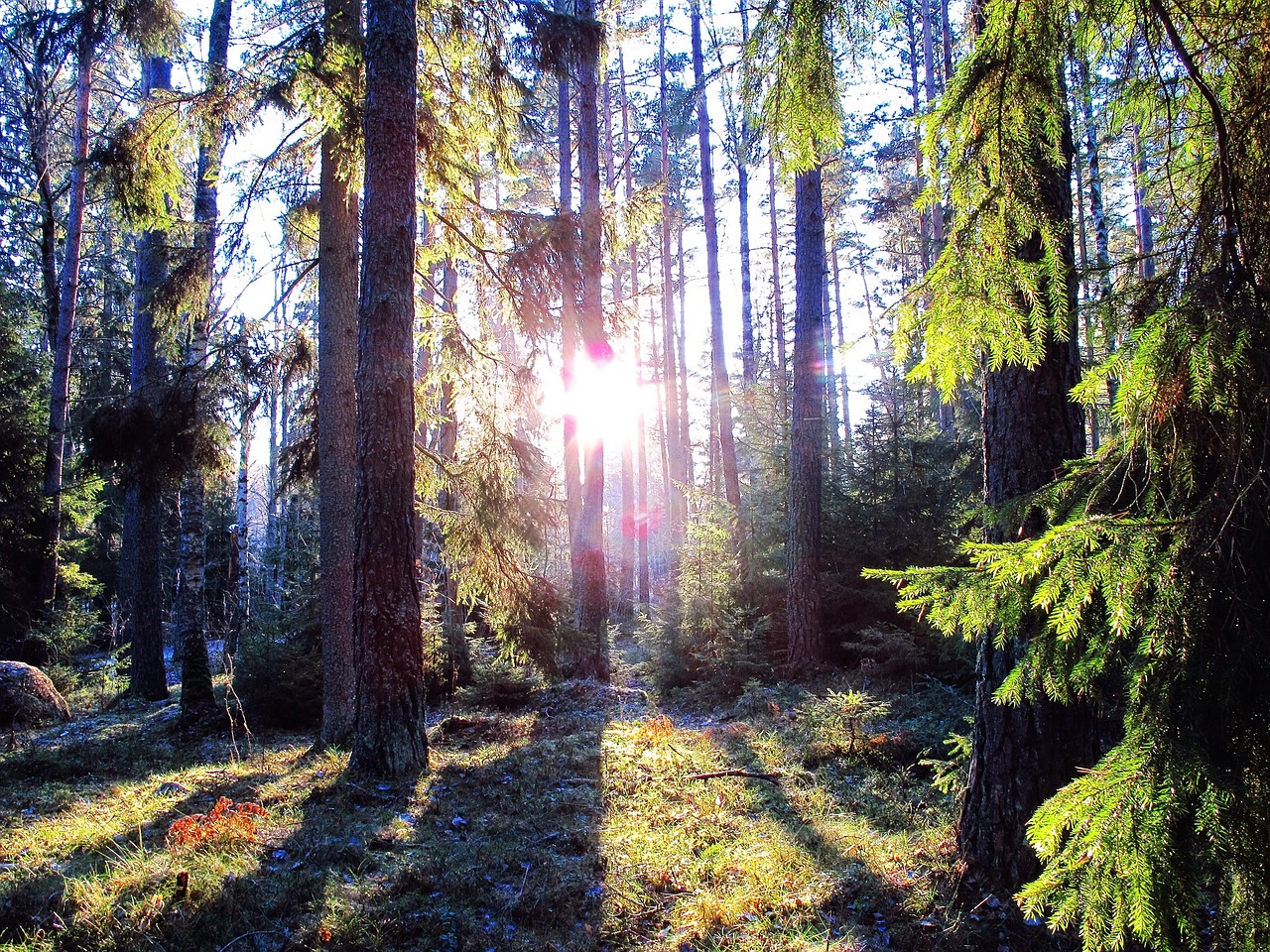 forest sunlight landscape free photo