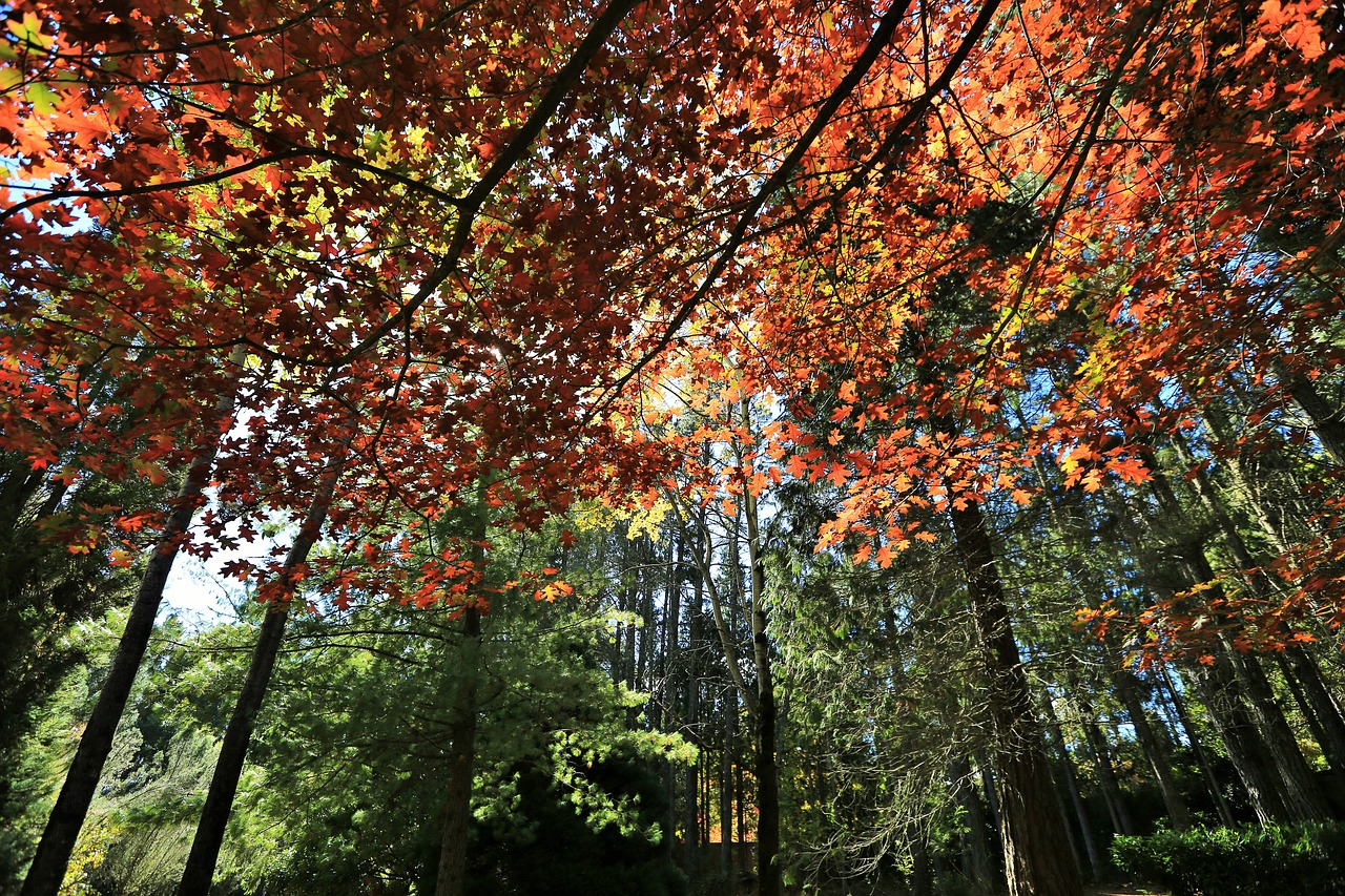 forest trees nature free photo