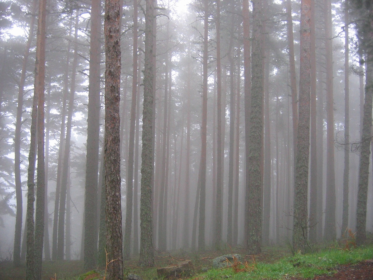 forest trees mist free photo