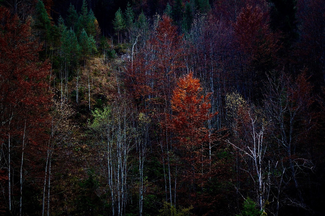 forest autumn trees free photo