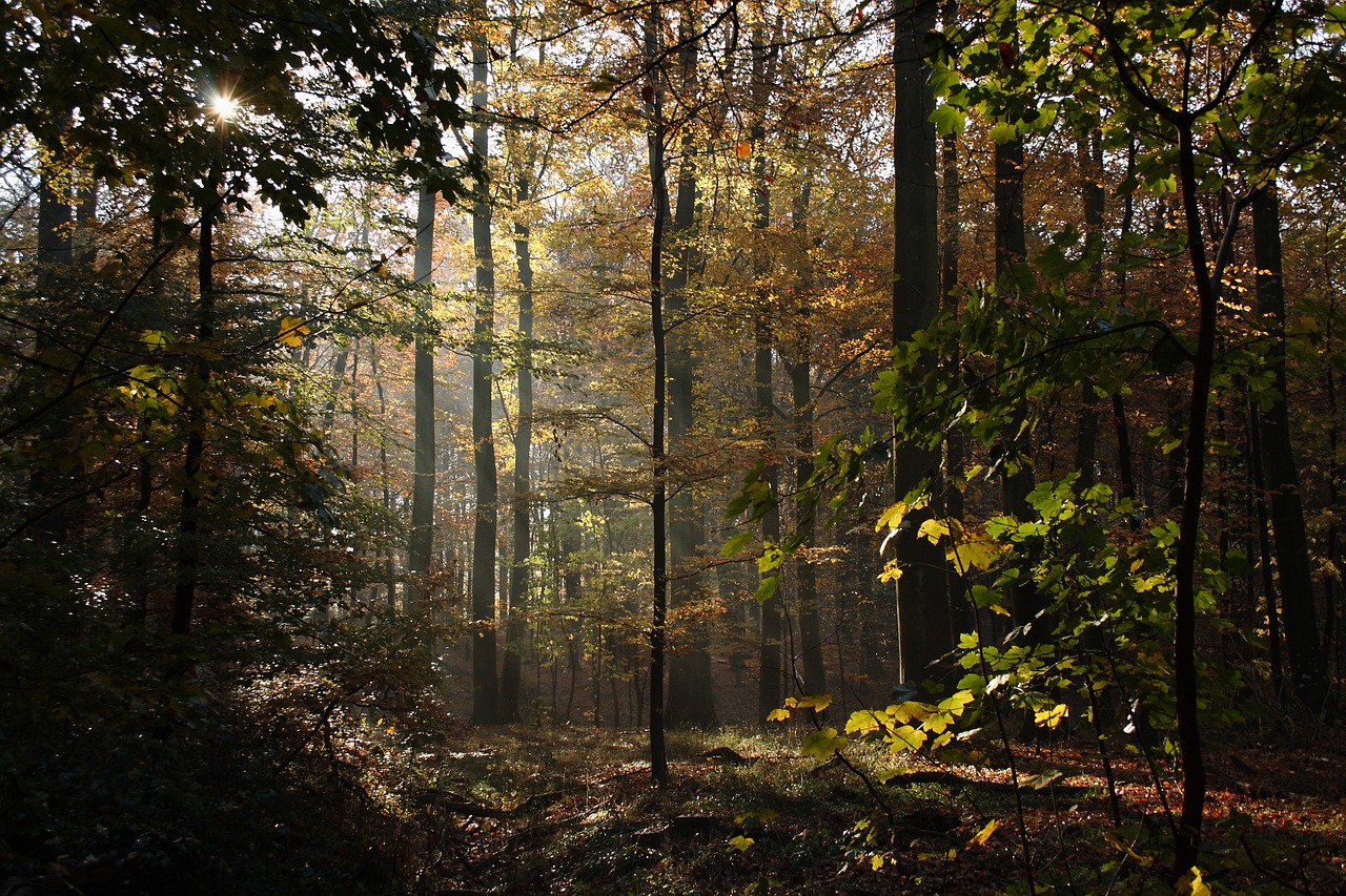 forest trees beeches free photo