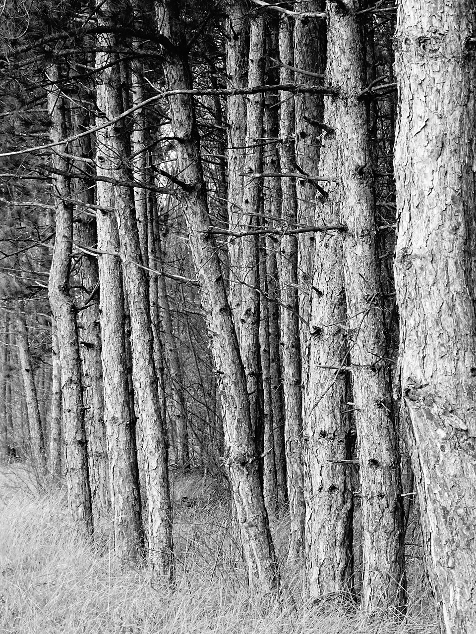 forest autumn branch free photo