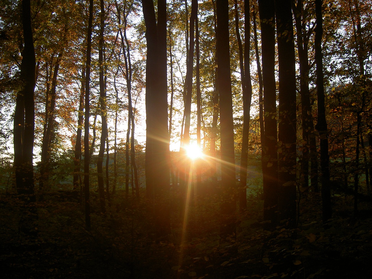 forest sunset twilight free photo