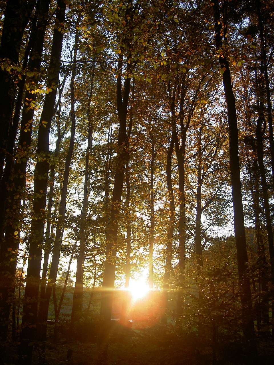 forest autumn sunset free photo