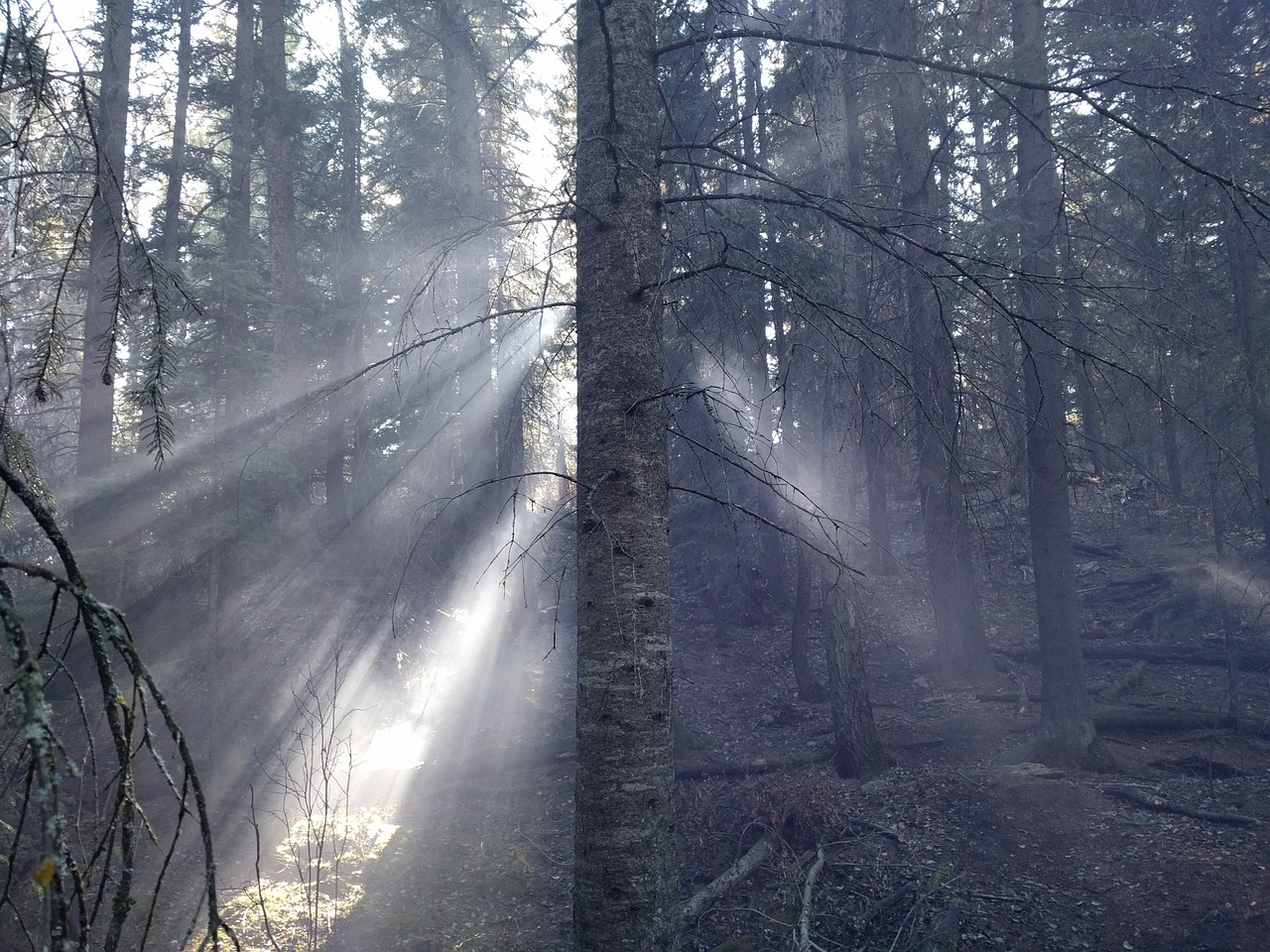 forest trees sunlight free photo