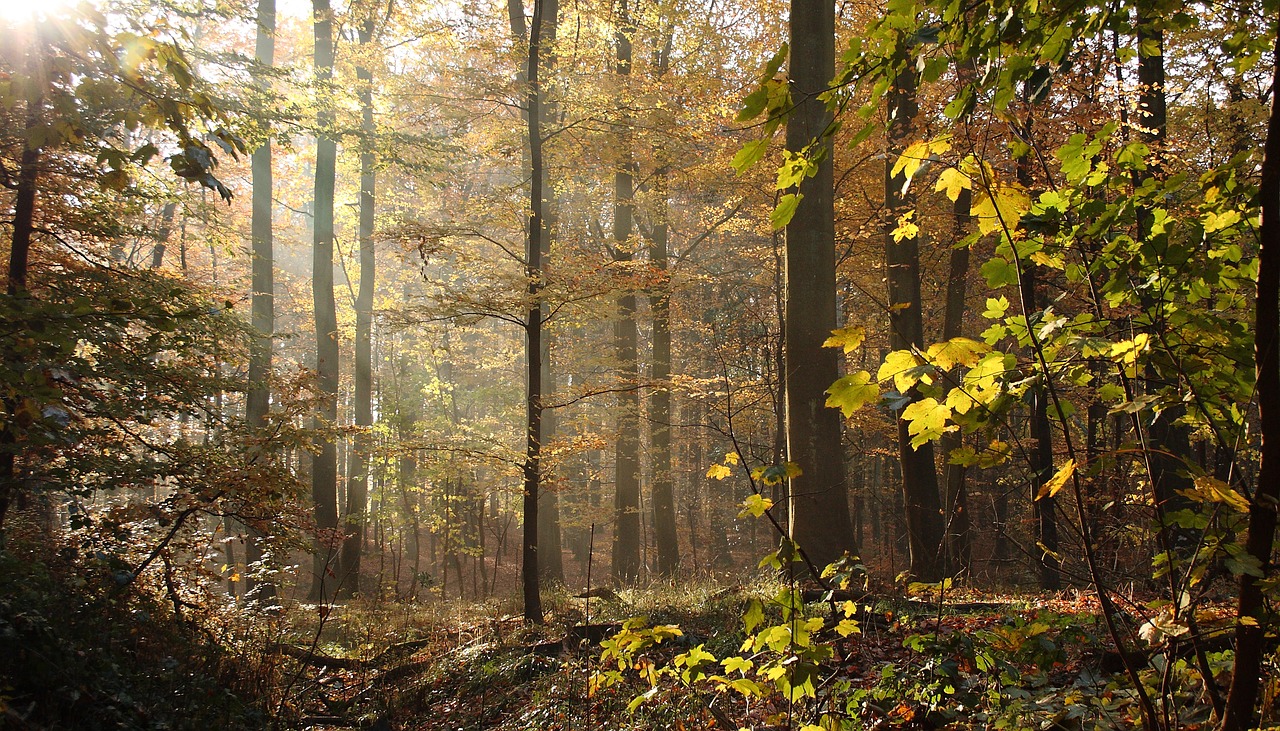 forest trees beeches free photo