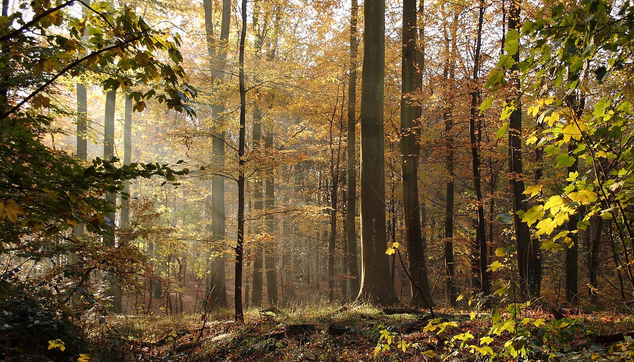 forest trees beeches free photo