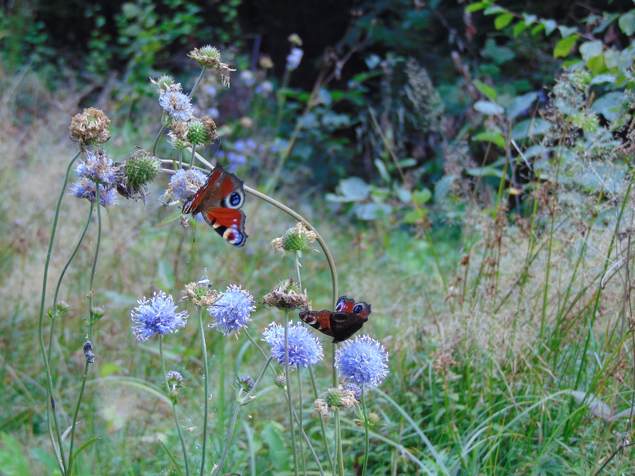 forest butterfly animals free photo