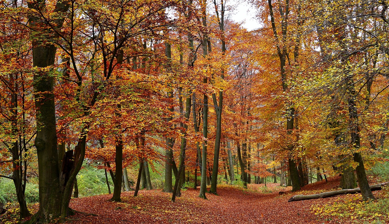 forest autumn trees free photo