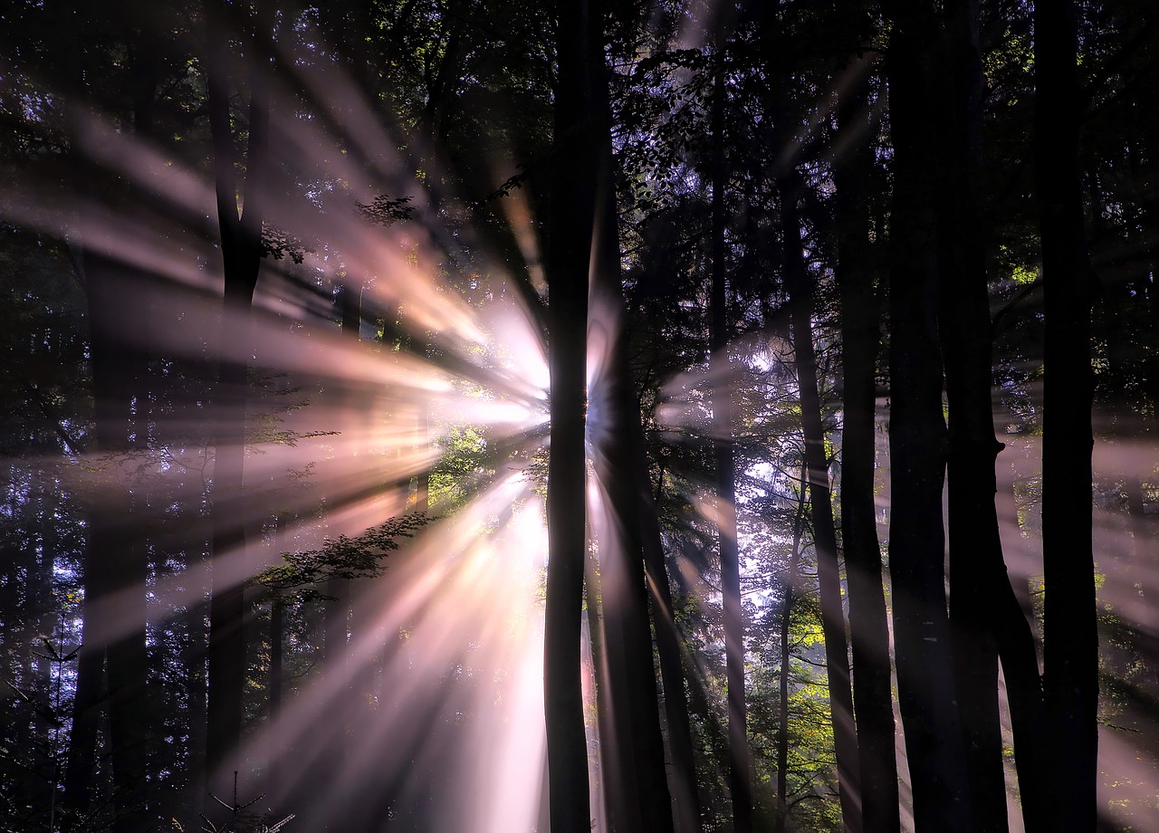 forest sunlight sun beams free photo