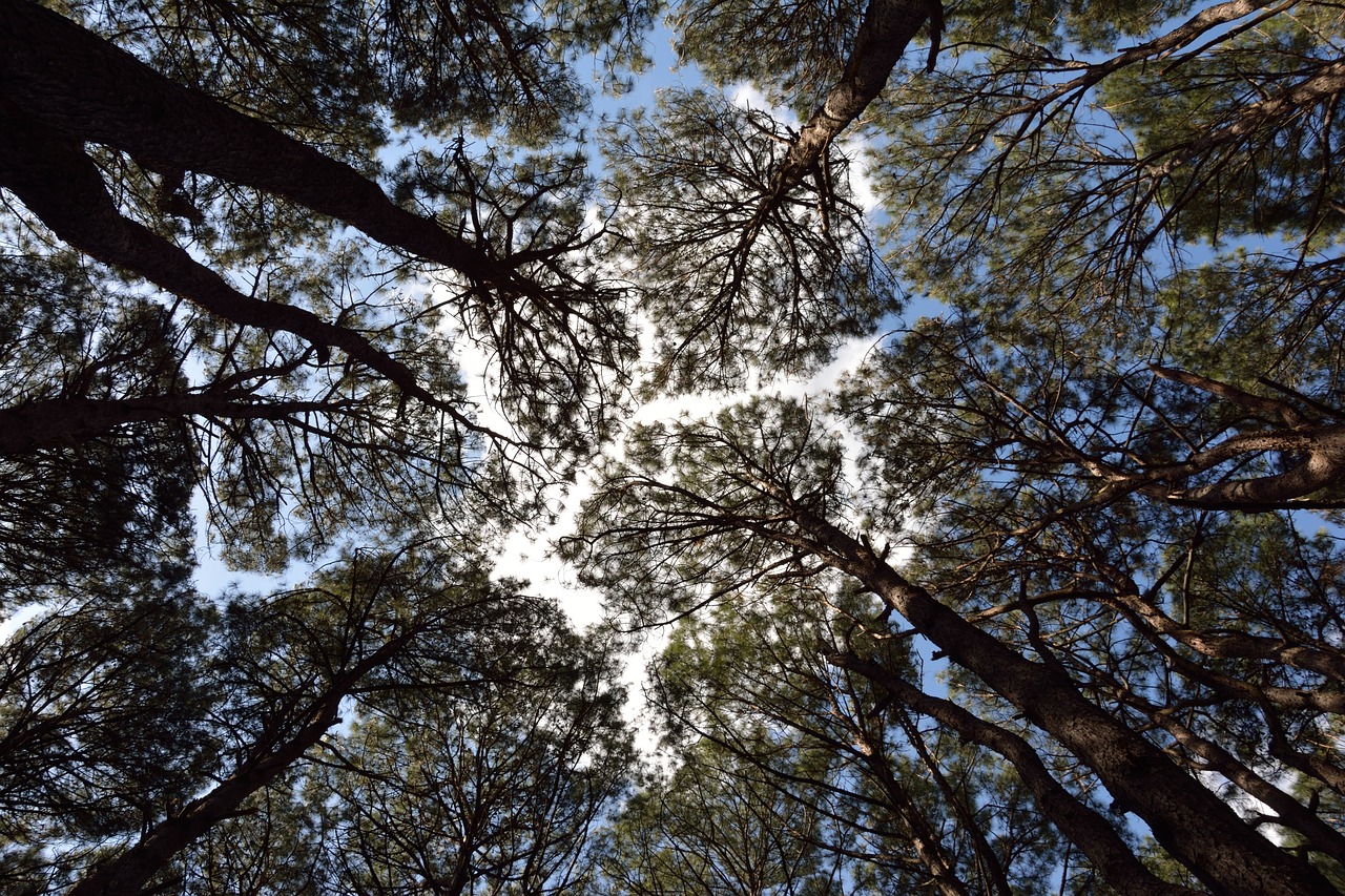 forest foliage sky free photo