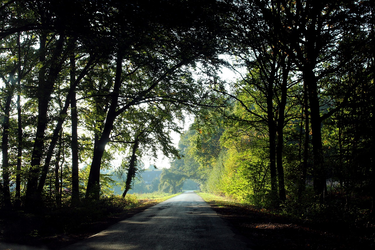 forest glade road free photo