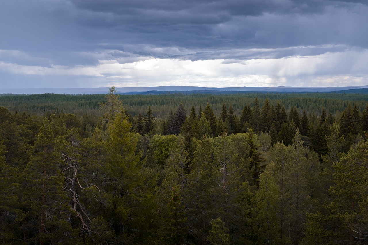 forest tree north free photo