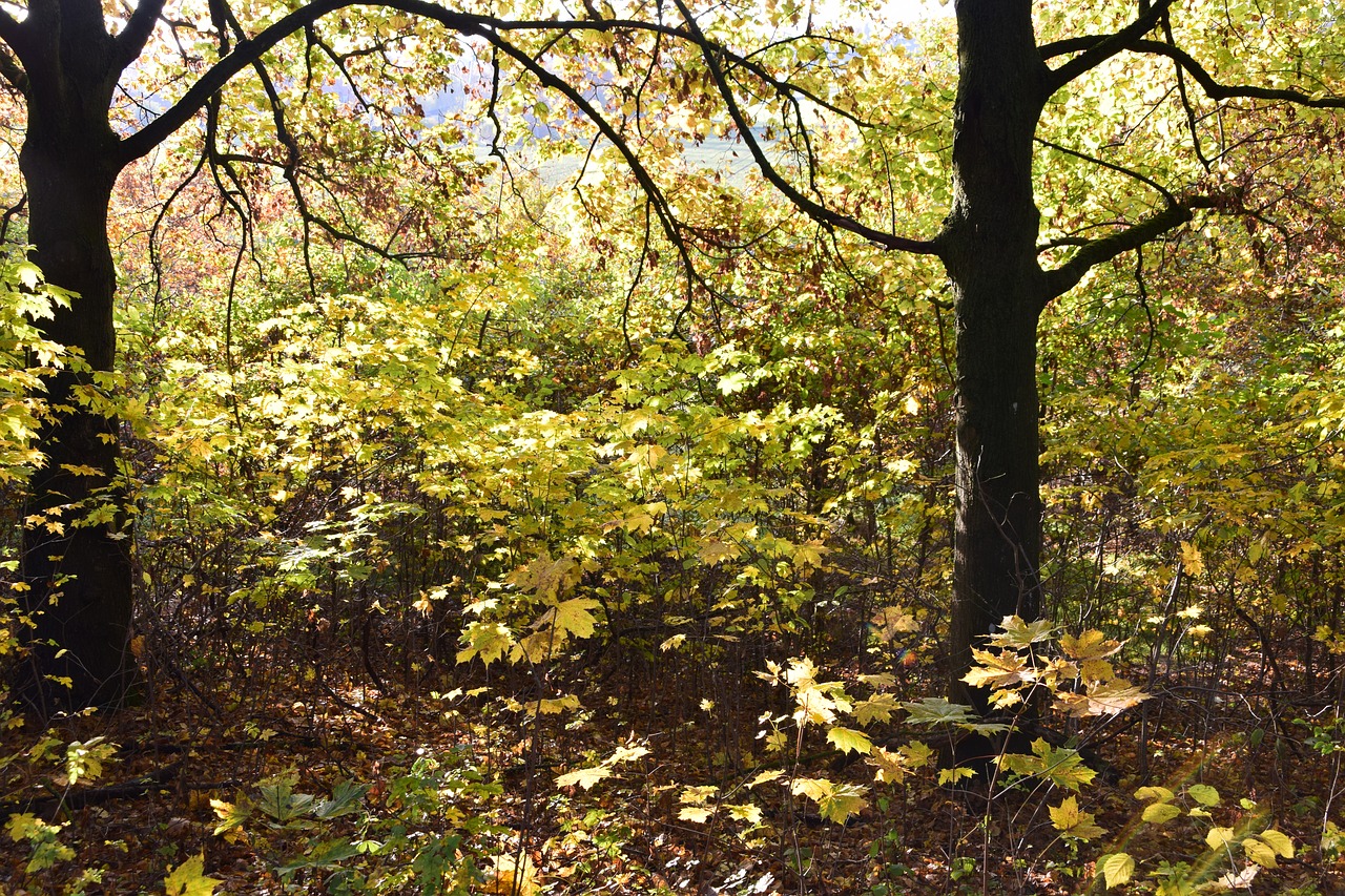 forest glade undergrowth free photo