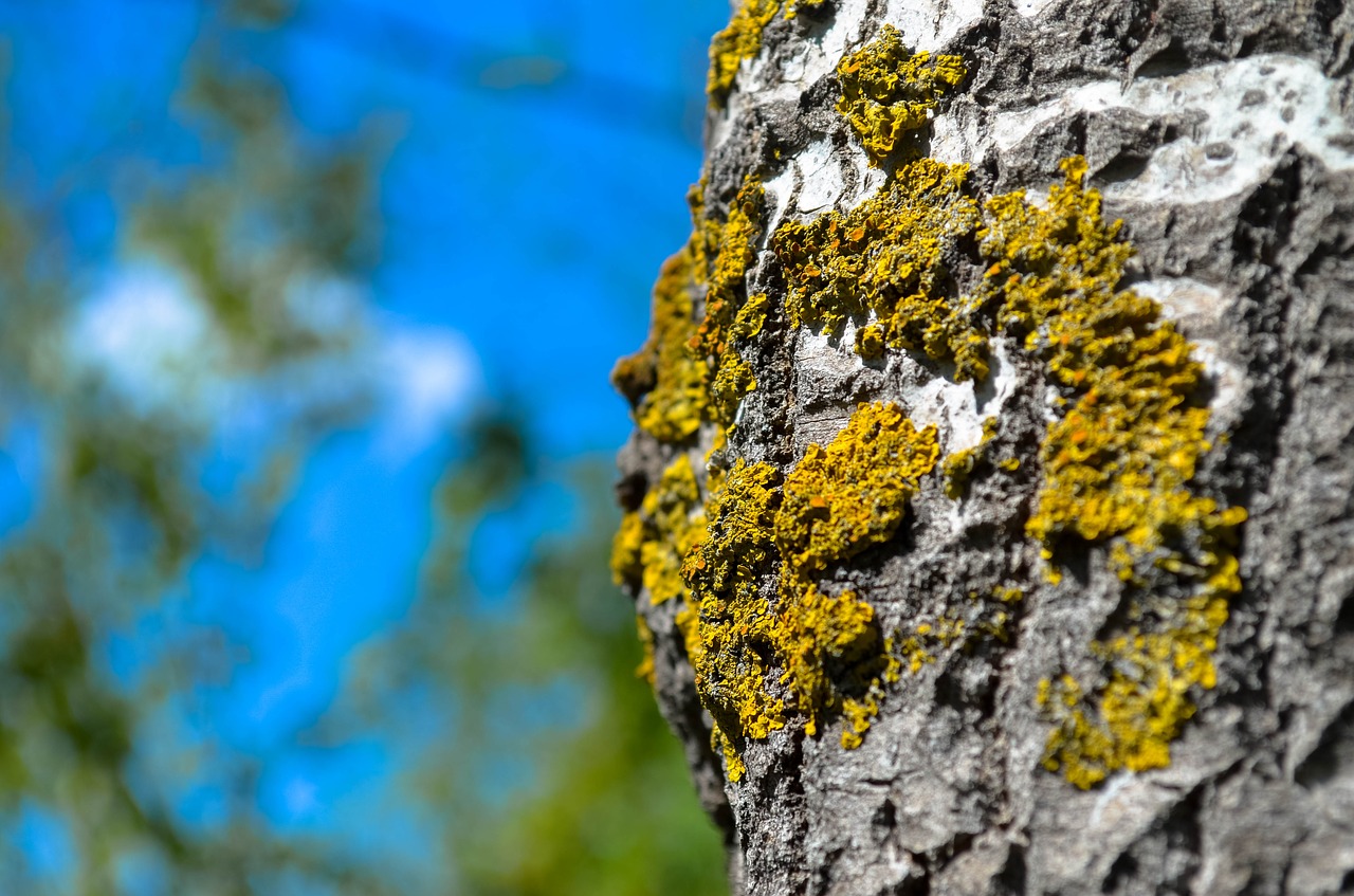 forest tree tree bark free photo