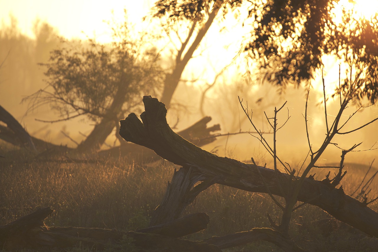 forest nature sunrise free photo