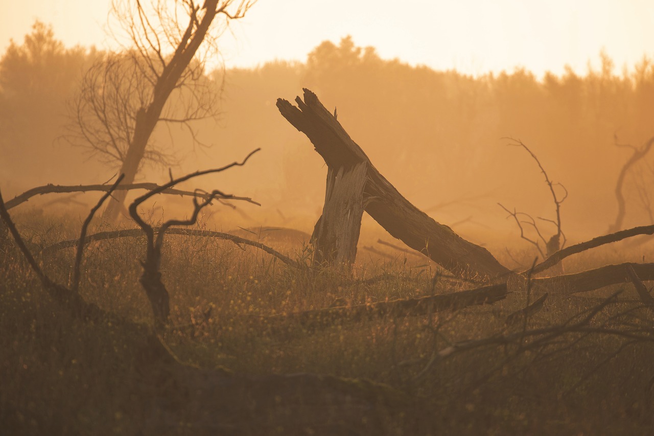 forest nature sunrise free photo