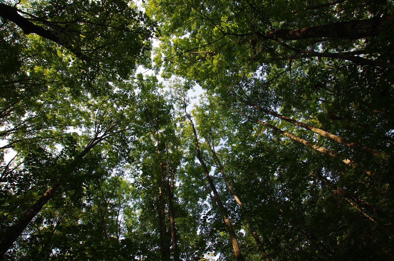 forest nature trees free photo