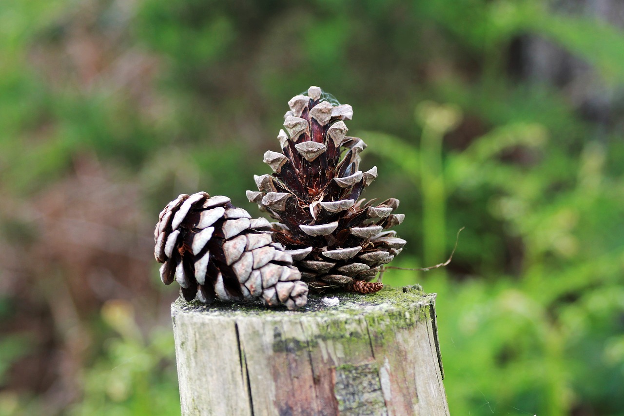forest nature pine cone free photo