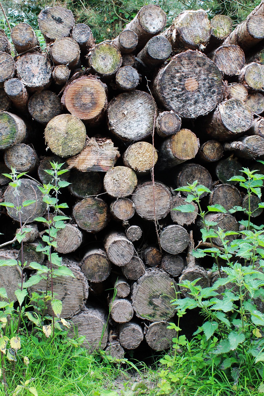 forest grass logs free photo