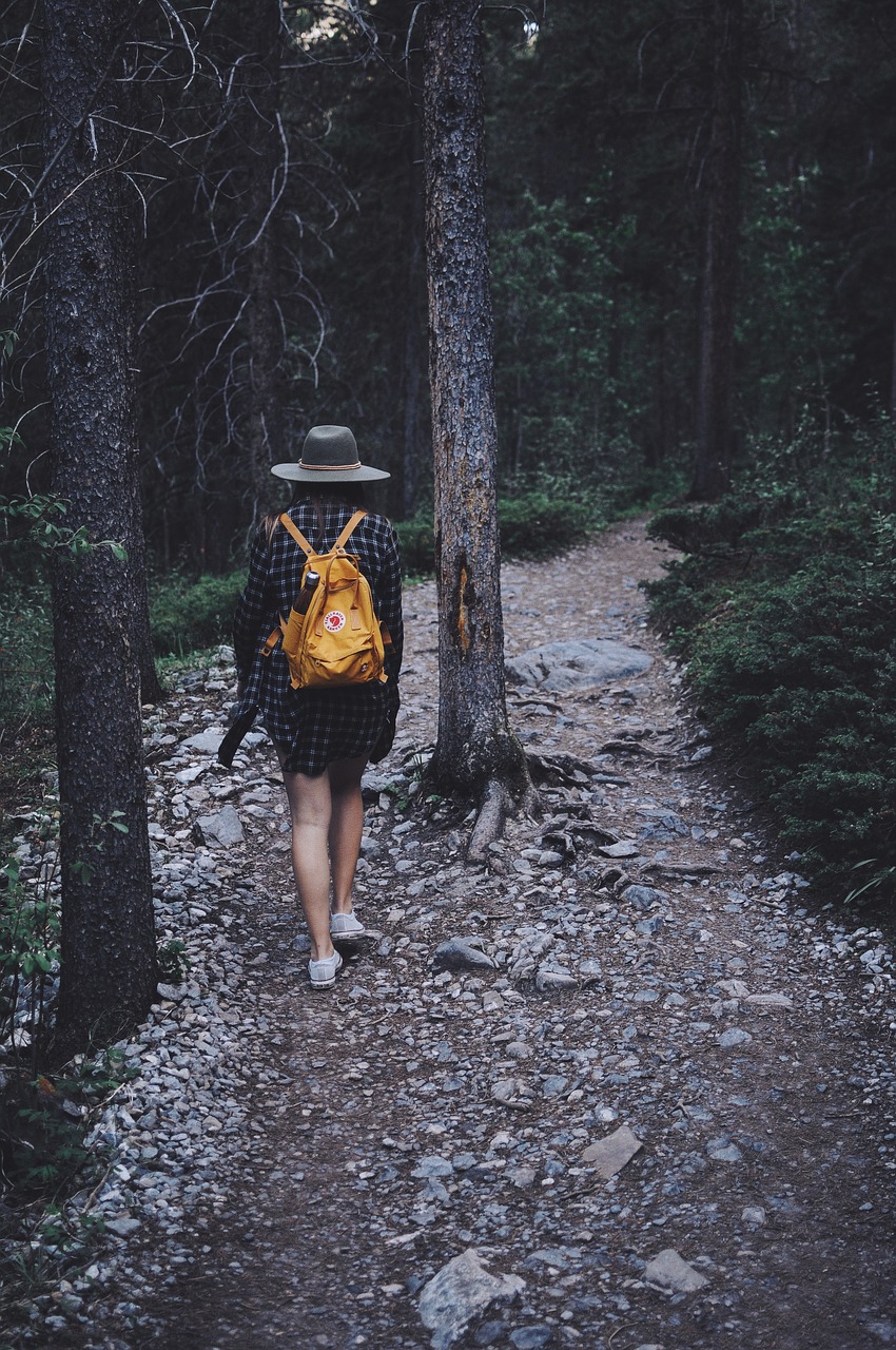 forest outdoors path free photo