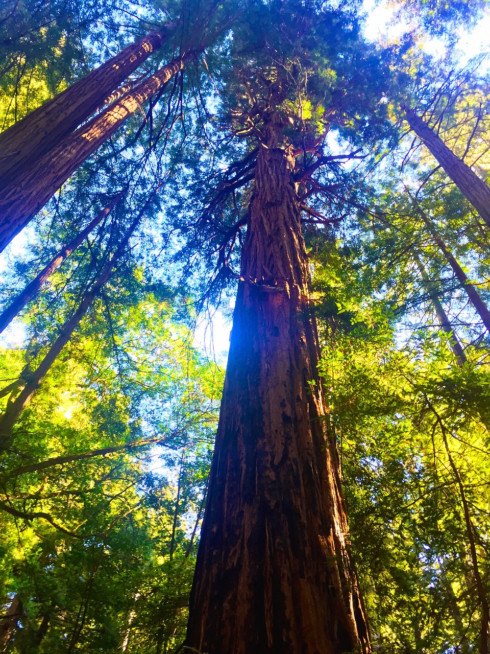 forest redwoods trees free photo