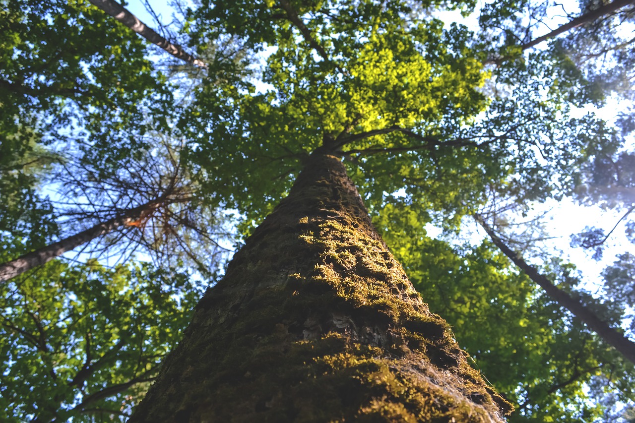 forest nature tree free photo