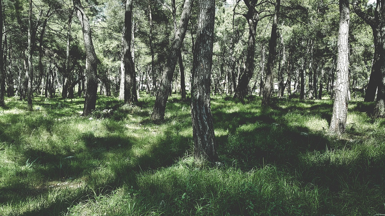 forest grass nature free photo