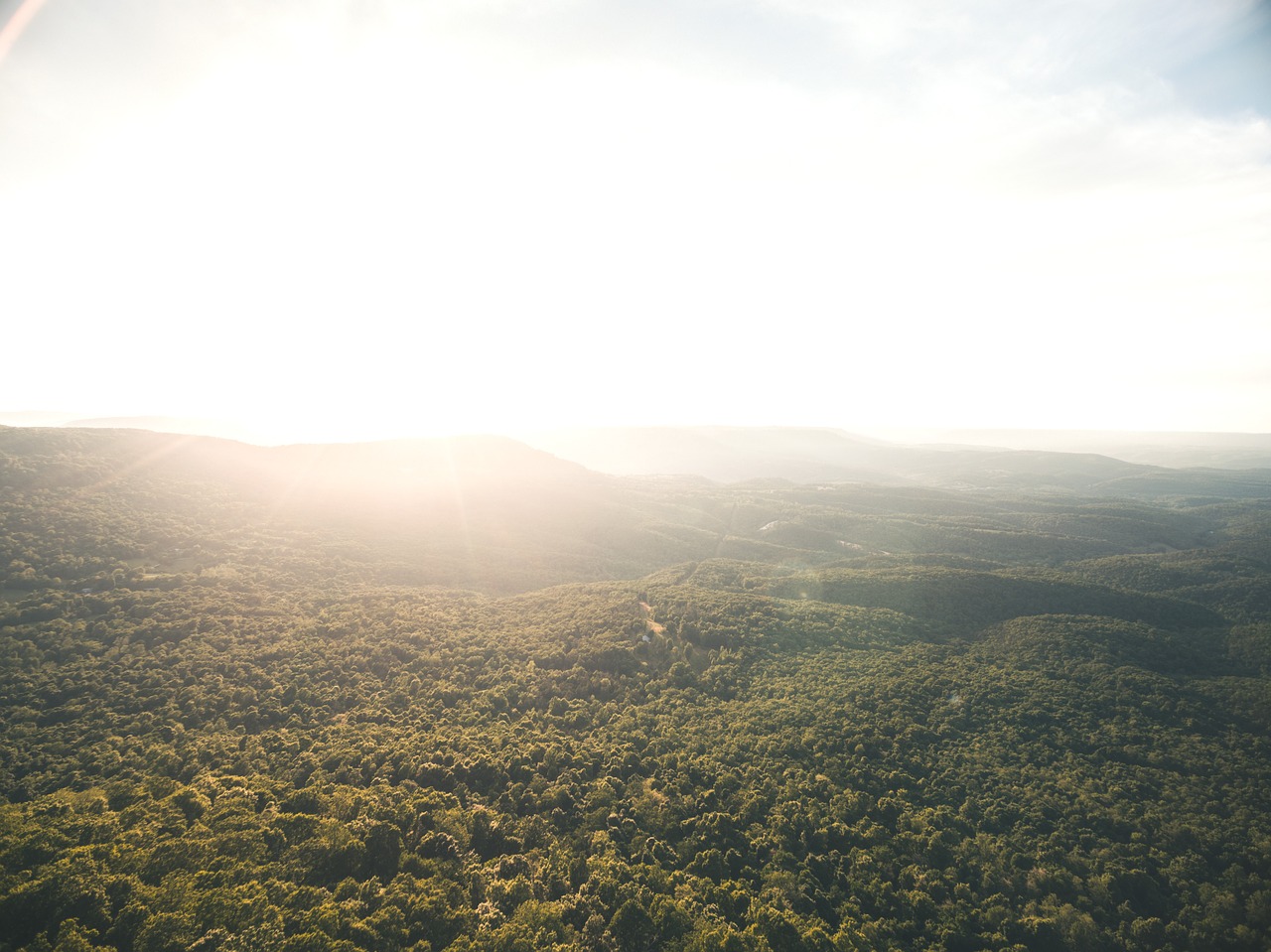 forest nature sun free photo