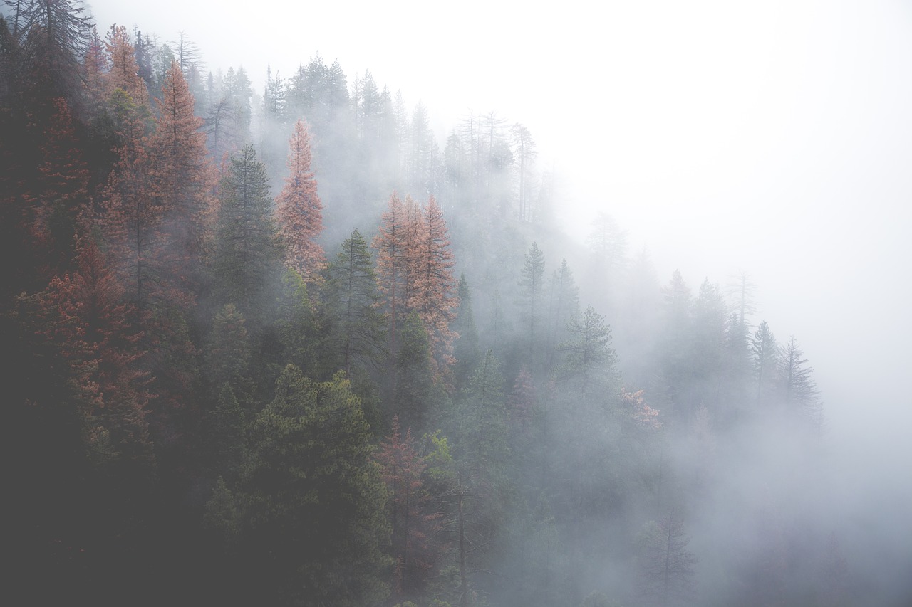 forest misty nature free photo