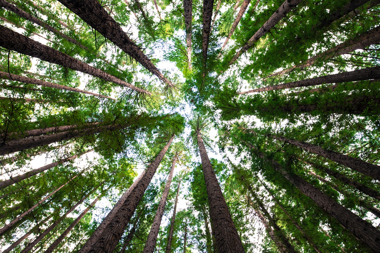 forest nature trees free photo