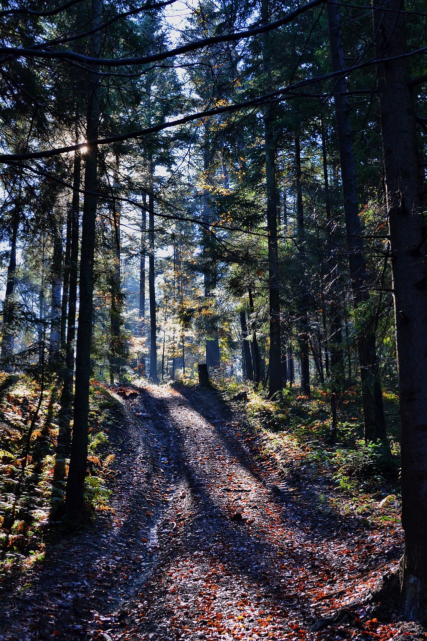 forest nature outdoors free photo