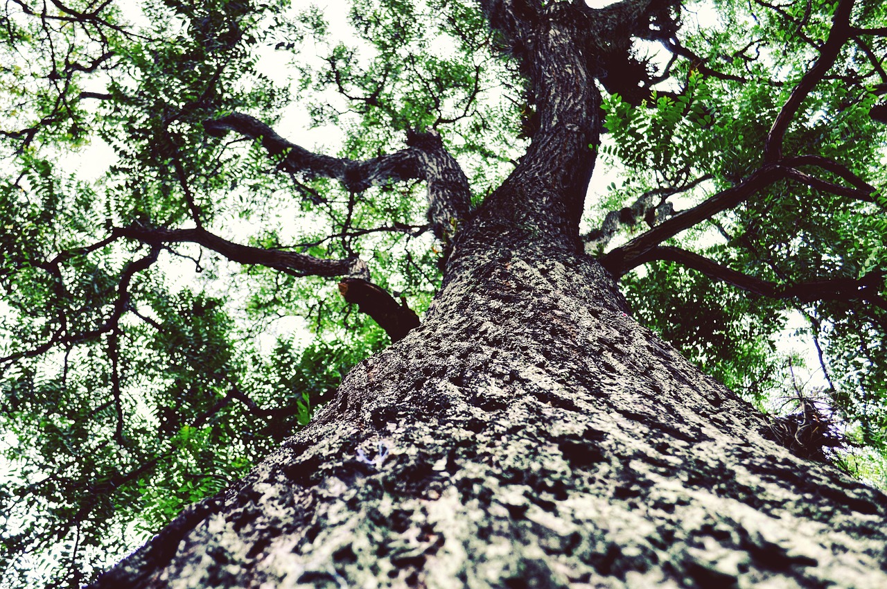 forest leafs tree free photo