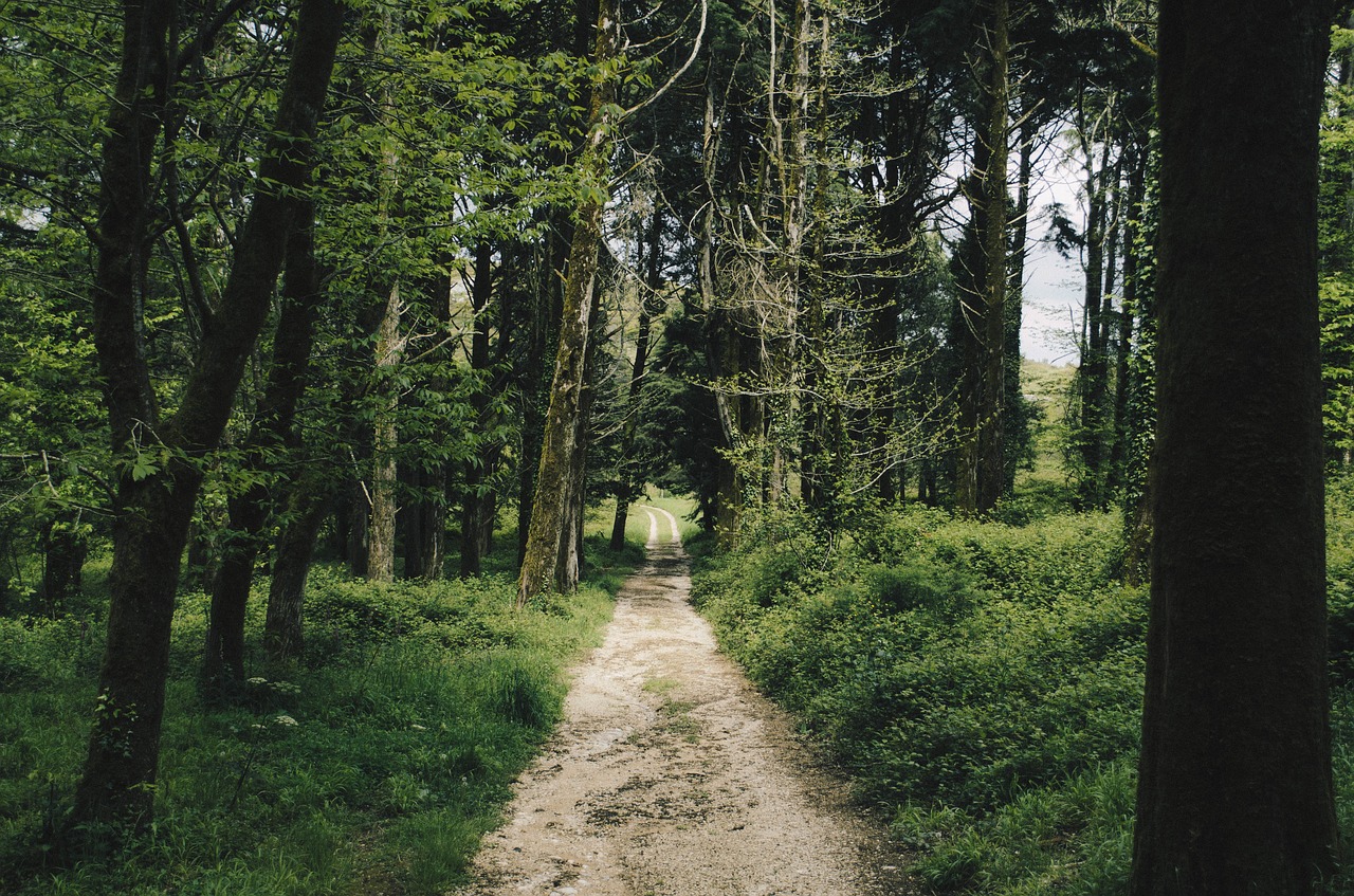 forest nature path free photo