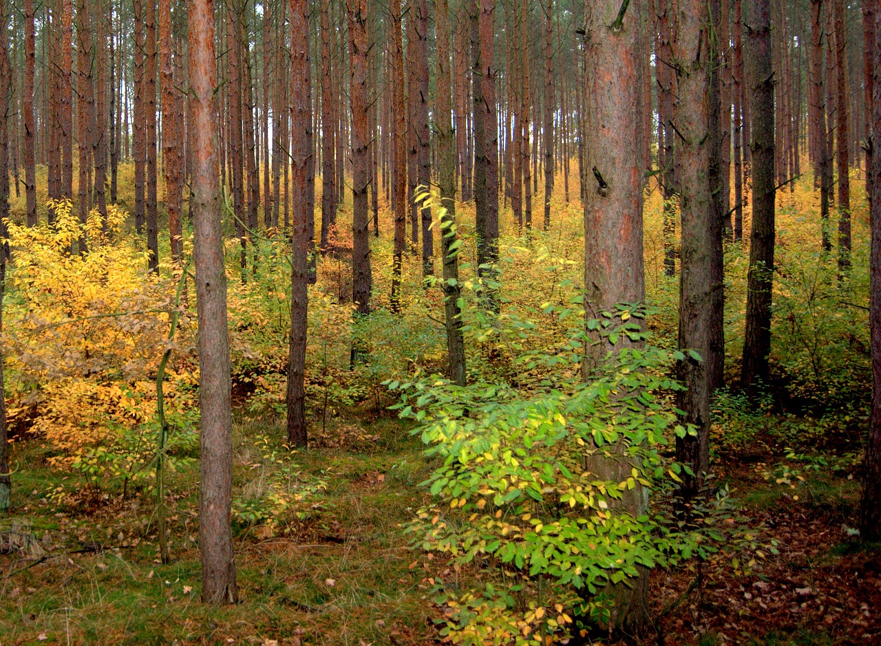 forest autumn colorful free photo