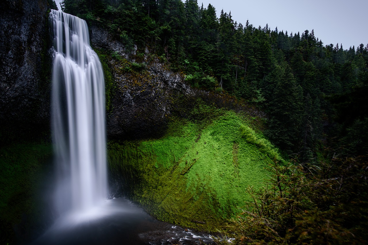 forest landscape moss free photo