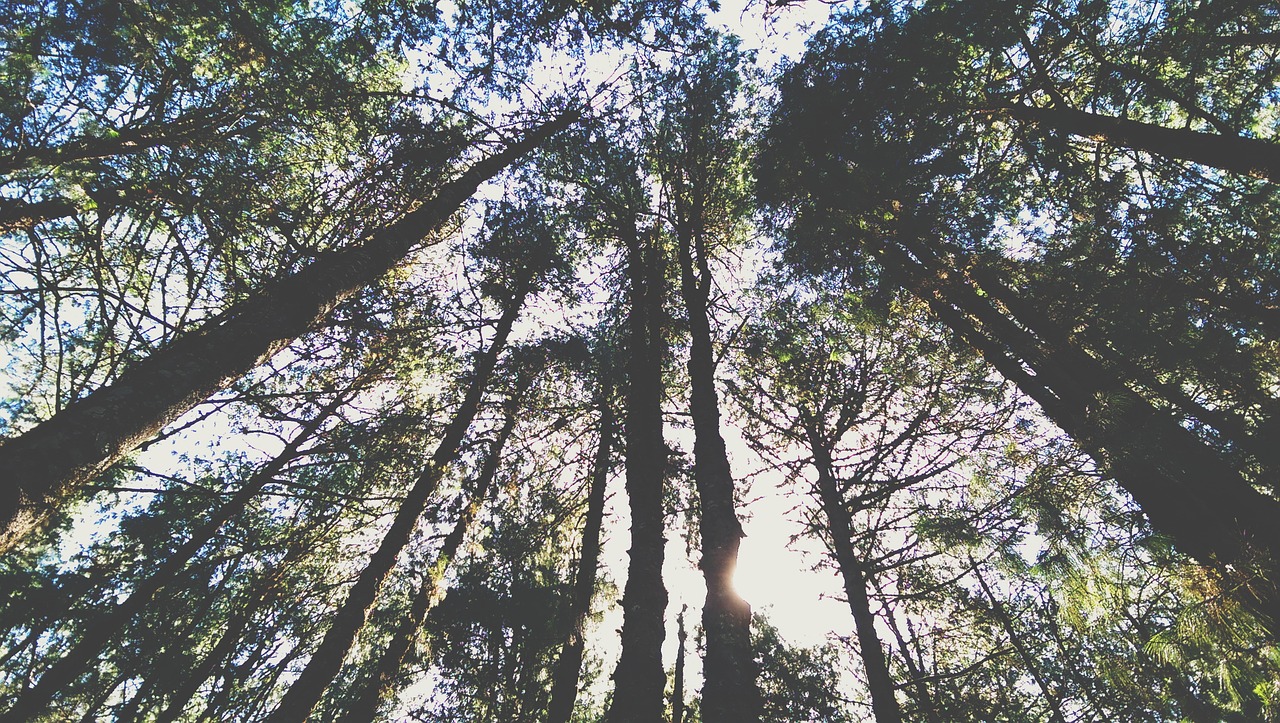 forest sky trees free photo